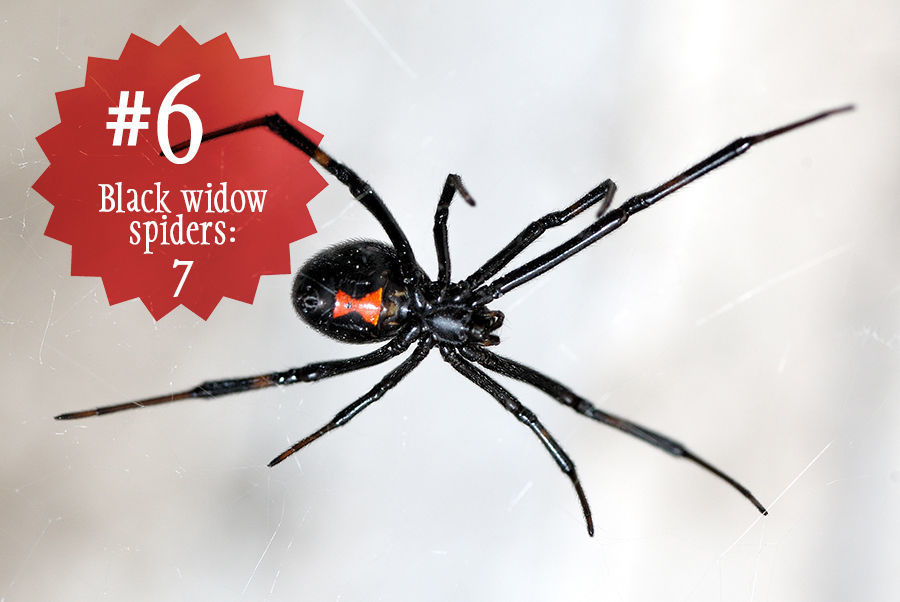 Black widow spiders